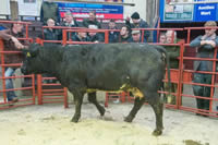 Champion cull cow